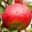 Äpple ´Ingrid Marie´ E 