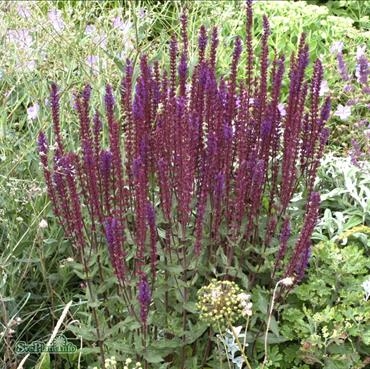 Stäppsalvia ´Caradonna´ 