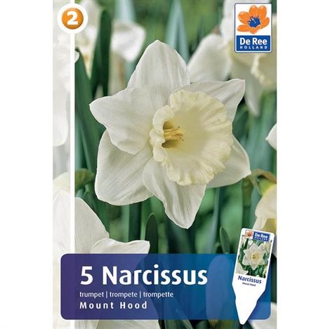 Narciss 