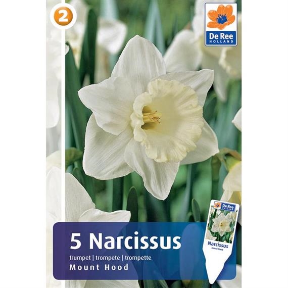 Narciss Narciss