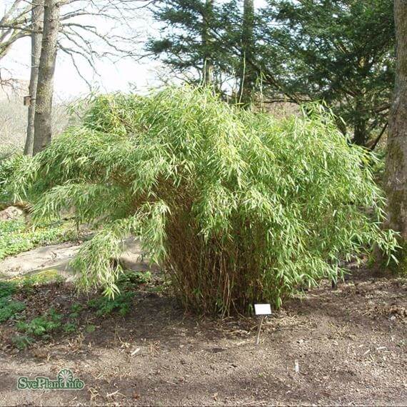 Bergbambu ´Simba´ Bergbambu ´Simba´