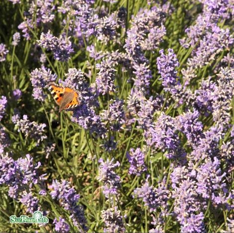 Lavendel ´Hidcote´ 