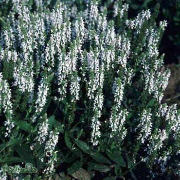 Stäppsalvia ´Schneehügel´ 