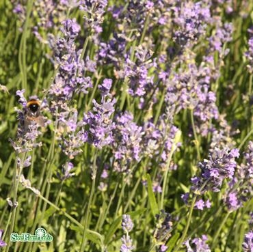 Lavendel ´Munstead´ 