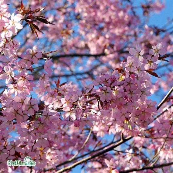 Bergkörsbär Bergkörsbär