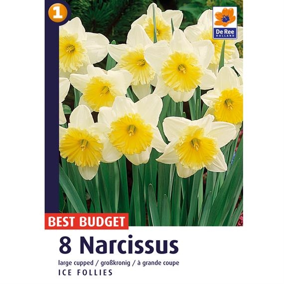 Narciss Narciss