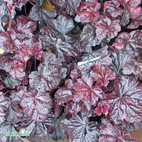 Alunrot ´Obsidian´ 