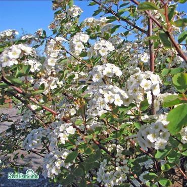 Bukettspirea 