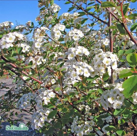 Bukettspirea 