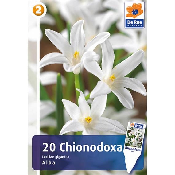 Vårstjärna Vårstjärna