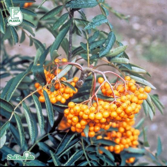 Commixta-rönn ´Birgitta´ E 