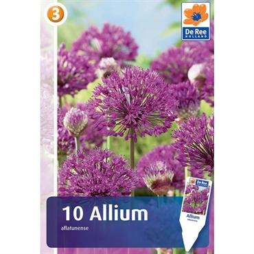 Allium 