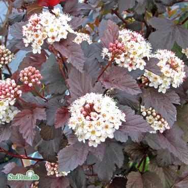 Smällspirea ´Diabolo´ 