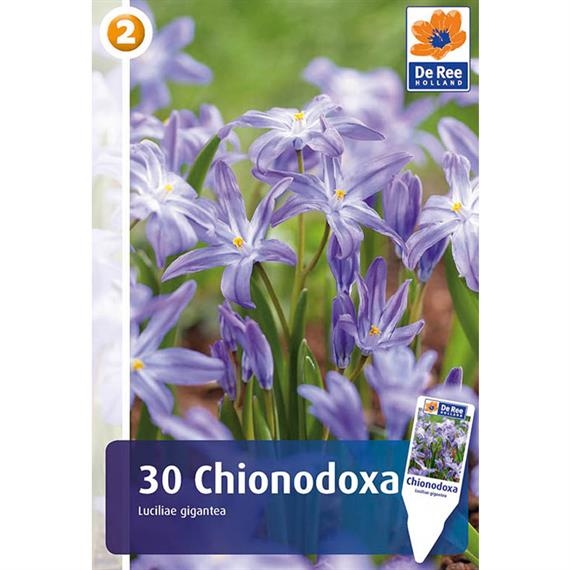 Vårstjärna Vårstjärna