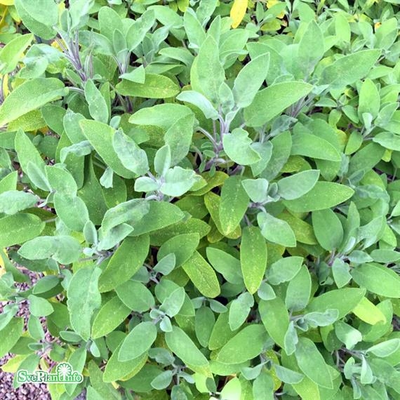 Kryddsalvia Kryddsalvia