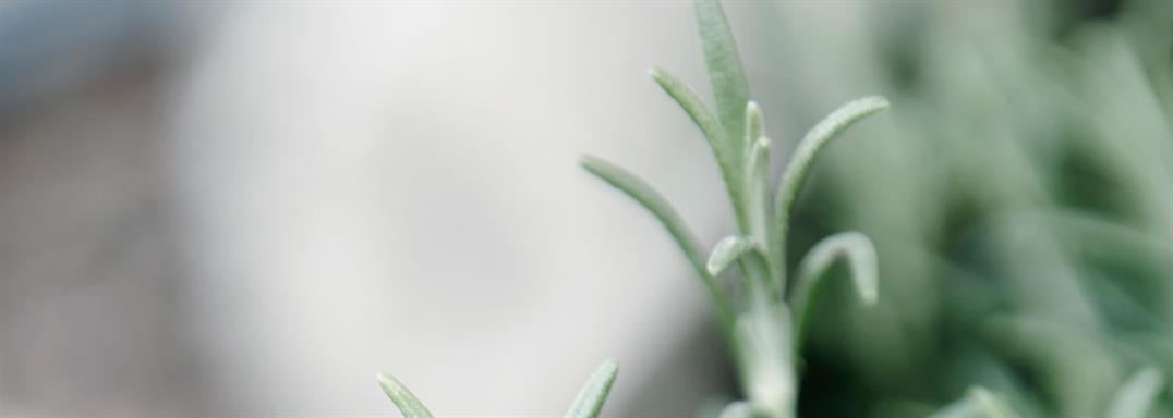 Söker du en Trädgårdsmästare i Örkelljunga?