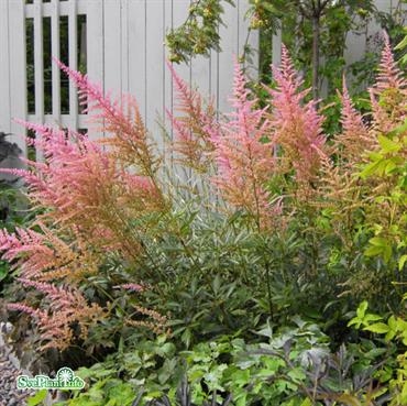 Astilbe