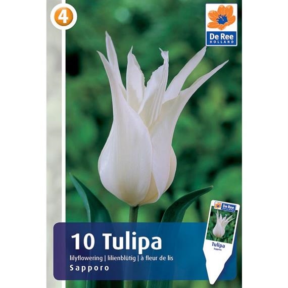 Tulpan Tulpan