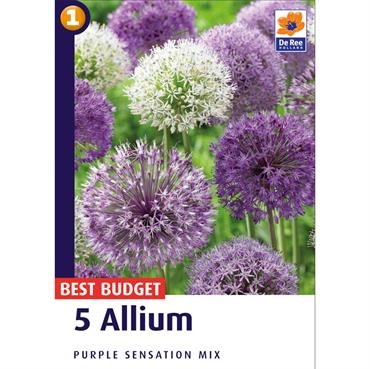 Allium Purple Sensation