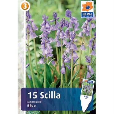 Scilla