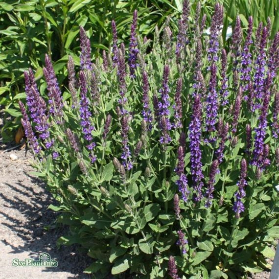 Stäppsalvia´Ostfriesland´ 