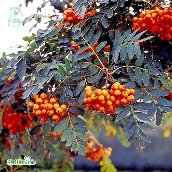 Prydnadsrönn ´Astrid´ E 