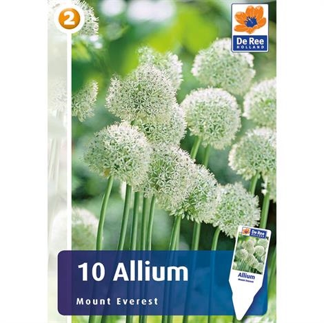 Allium 