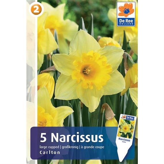 Narciss Narciss