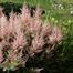 Astilbe