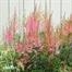 Astilbe