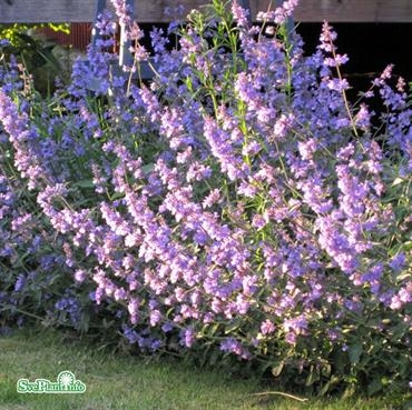 Kantnepeta ´Walker´s Low´